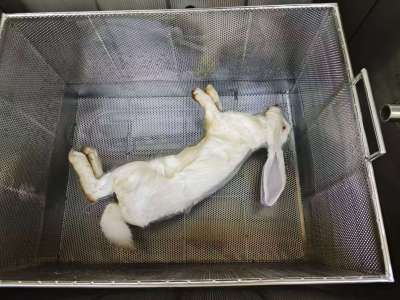 宠物尸体碱水解的优势及必要性